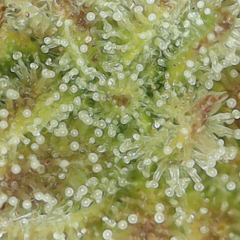 Amnesia Haze Auto 🚗  growlog timeline photo
