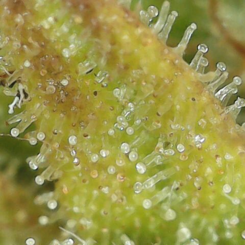 Amnesia Haze Auto 🚗  growlog timeline photo