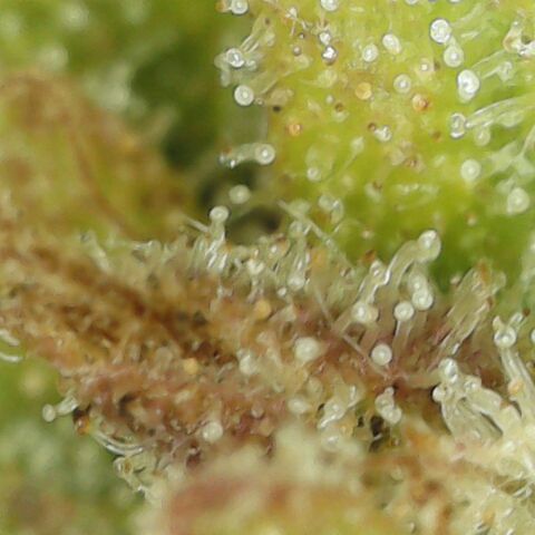 Amnesia Haze Auto 🚗  growlog timeline photo