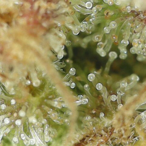 Amnesia Haze Auto 🚗  growlog timeline photo