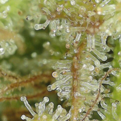 Amnesia Haze Auto 🚗  growlog timeline photo
