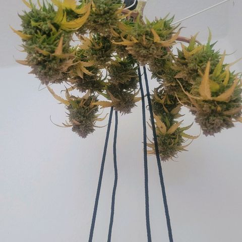 Amnesia Haze Auto 🚗  growlog timeline photo