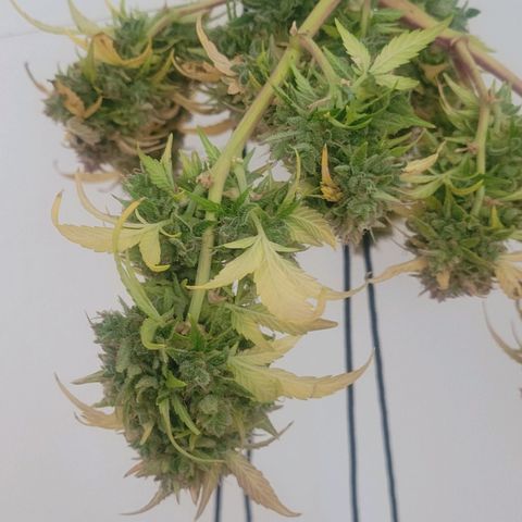 Amnesia Haze Auto 🚗  growlog timeline photo