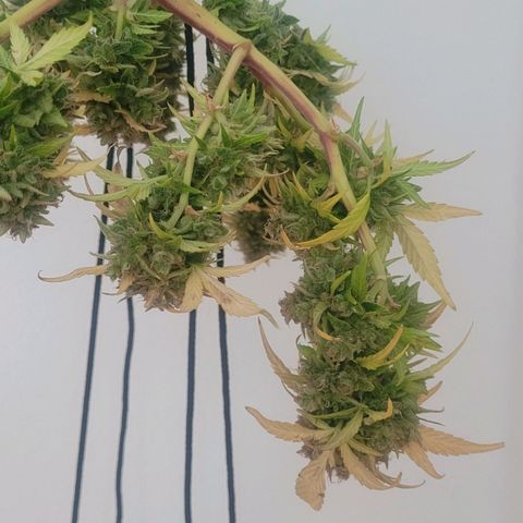 Amnesia Haze Auto 🚗  growlog timeline photo