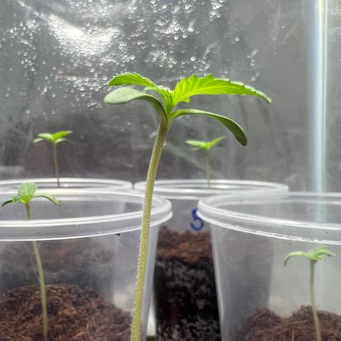 Braden’s Cannabis growlog timeline photo