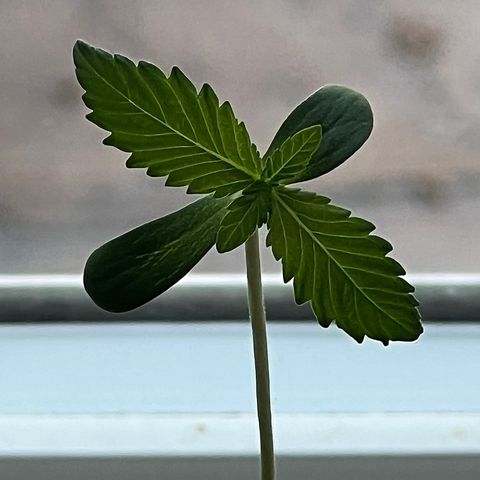 Braden’s Cannabis growlog timeline photo
