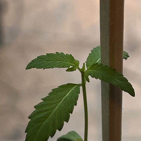 Braden’s Cannabis growlog timeline photo