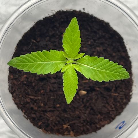 Braden’s Cannabis growlog timeline photo