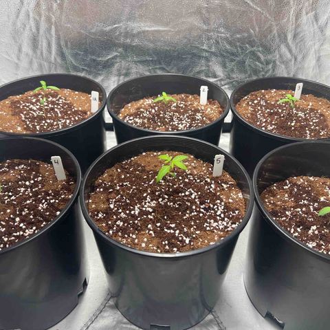 Braden’s Cannabis growlog timeline photo