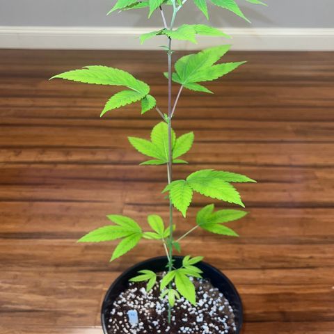 Braden’s Cannabis growlog timeline photo