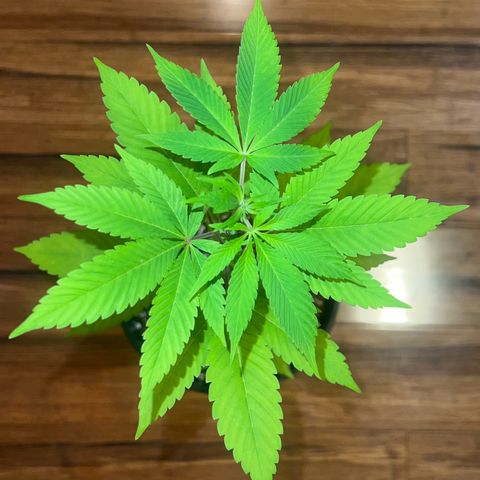 Braden’s Cannabis growlog timeline photo