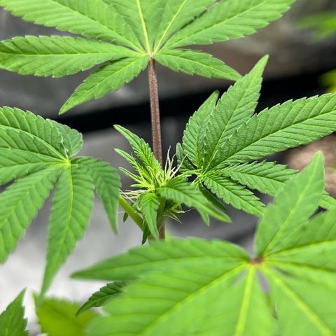 Braden’s Cannabis growlog timeline photo