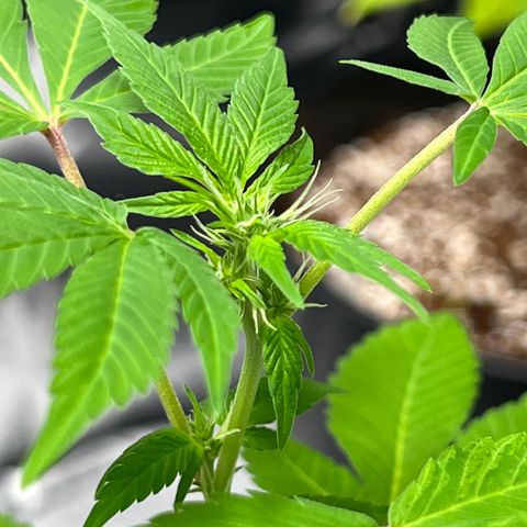 Braden’s Cannabis growlog timeline photo