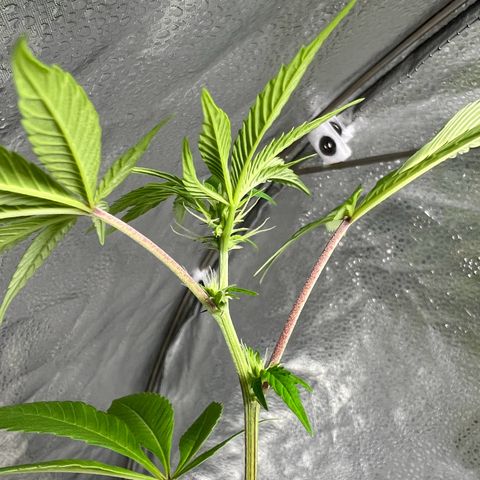 Braden’s Cannabis growlog timeline photo