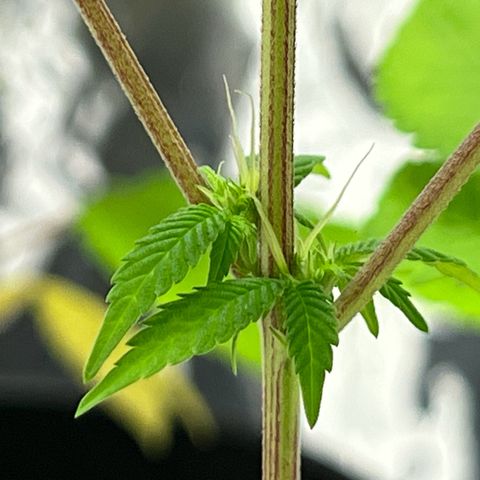 Braden’s Cannabis growlog timeline photo