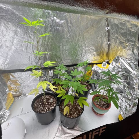 Braden’s Cannabis growlog timeline photo