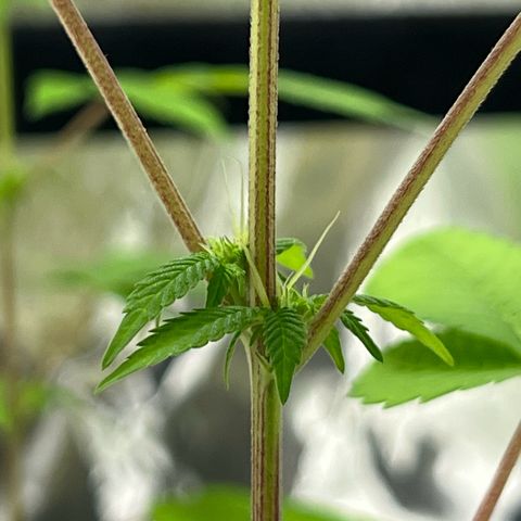 Braden’s Cannabis growlog timeline photo