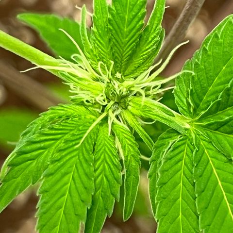Braden’s Cannabis growlog timeline photo