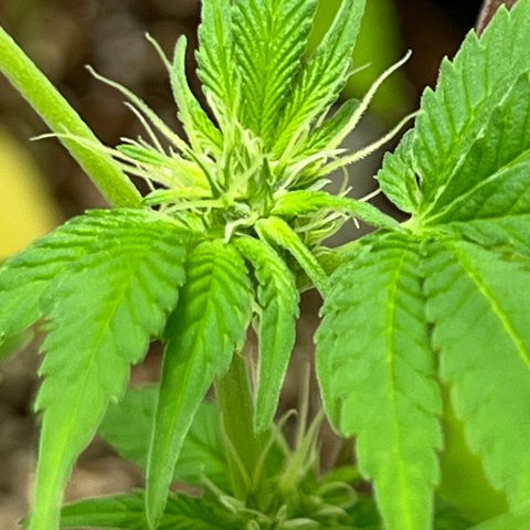 Braden’s Cannabis growlog timeline photo