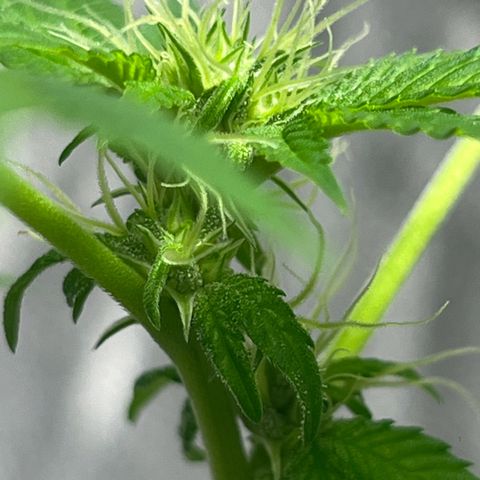 Braden’s Cannabis growlog timeline photo
