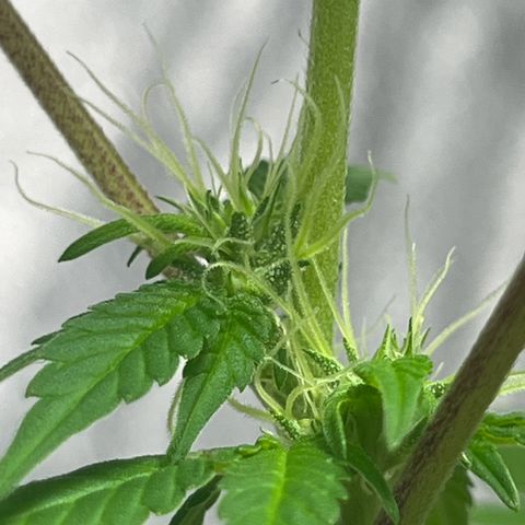 Braden’s Cannabis growlog timeline photo