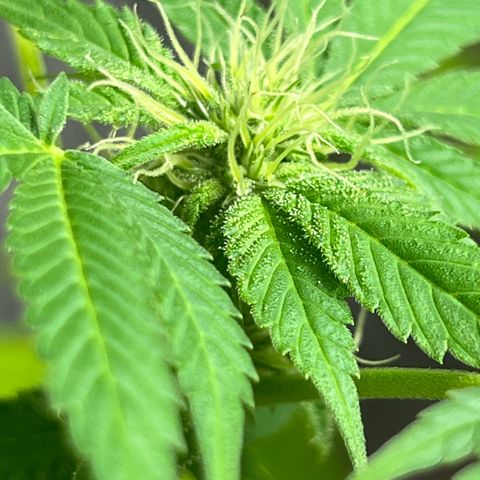 Braden’s Cannabis growlog timeline photo