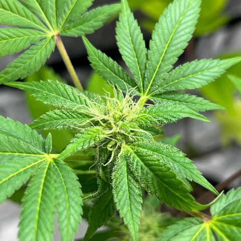 Braden’s Cannabis growlog timeline photo