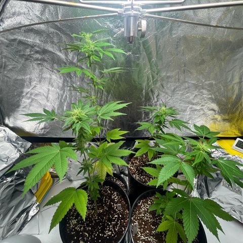 Braden’s Cannabis growlog timeline photo