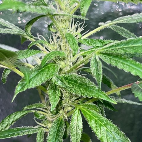 Braden’s Cannabis growlog timeline photo