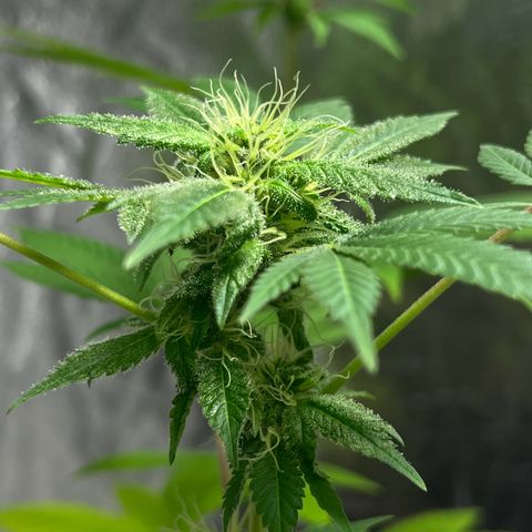 Braden’s Cannabis growlog timeline photo