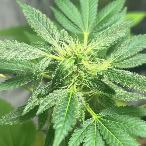 Braden’s Cannabis growlog timeline photo