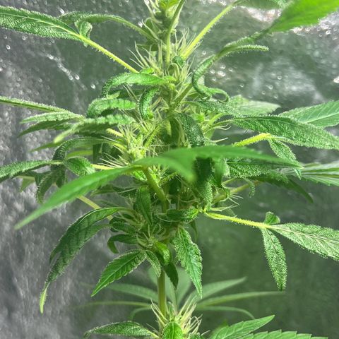 Braden’s Cannabis growlog timeline photo