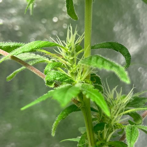 Braden’s Cannabis growlog timeline photo