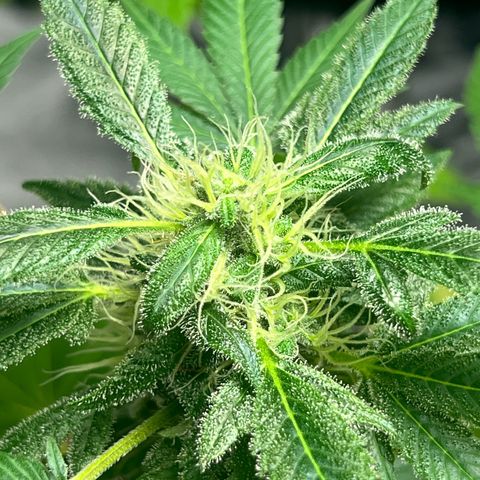 Braden’s Cannabis growlog timeline photo