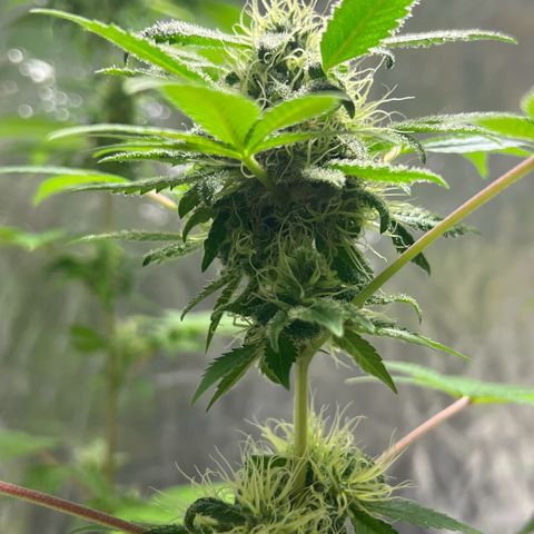 Braden’s Cannabis growlog timeline photo