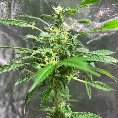 Braden’s Cannabis growlog timeline photo