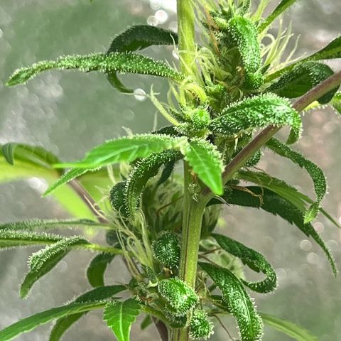 Braden’s Cannabis growlog timeline photo