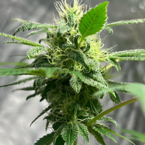 Braden’s Cannabis growlog timeline photo