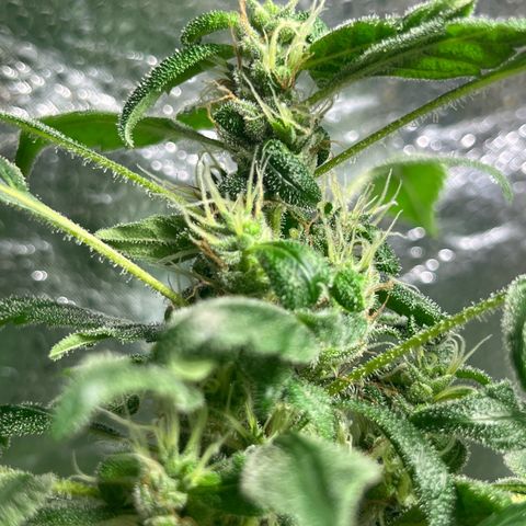 Braden’s Cannabis growlog timeline photo