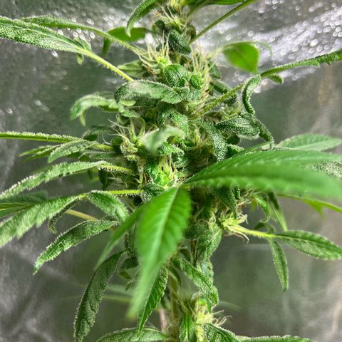 Braden’s Cannabis growlog timeline photo