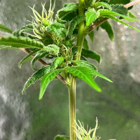 Braden’s Cannabis growlog timeline photo