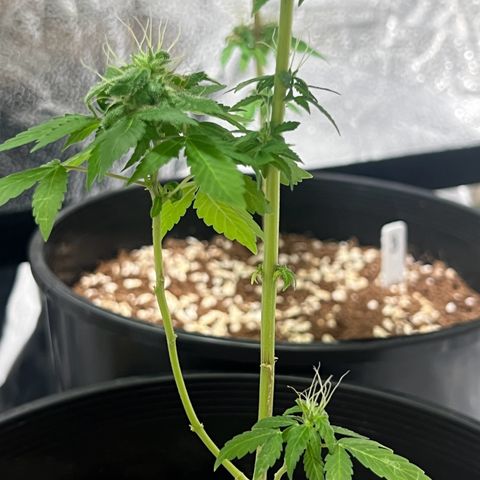 Braden’s Cannabis growlog timeline photo