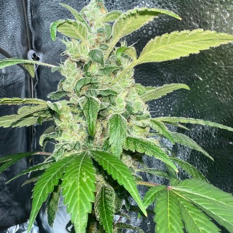 Braden’s Cannabis growlog timeline photo