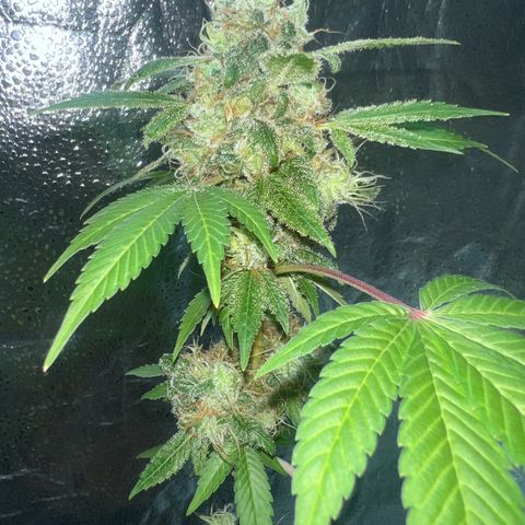 Braden’s Cannabis growlog timeline photo