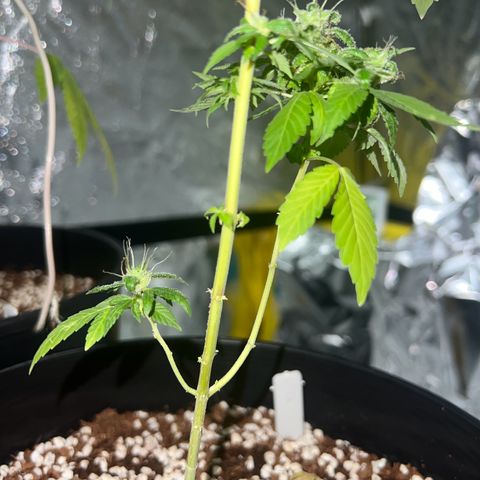 Braden’s Cannabis growlog timeline photo
