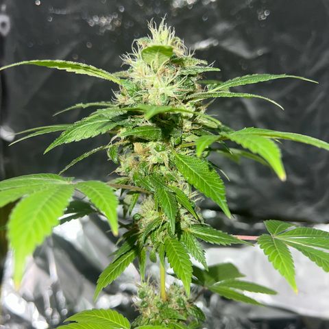 Braden’s Cannabis growlog timeline photo