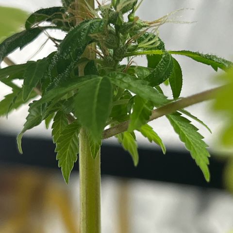 Braden’s Cannabis growlog timeline photo