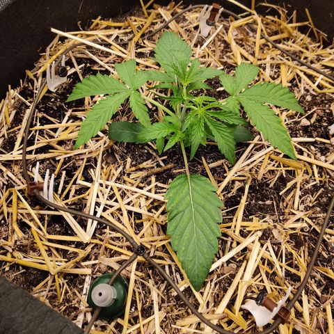 Double Grape - BR growlog timeline photo