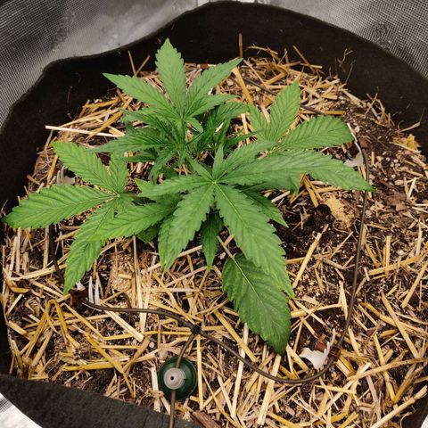 Double Grape - BR growlog timeline photo