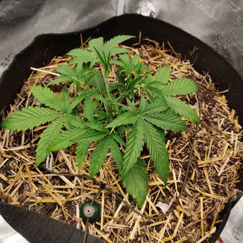 Double Grape - BR growlog timeline photo